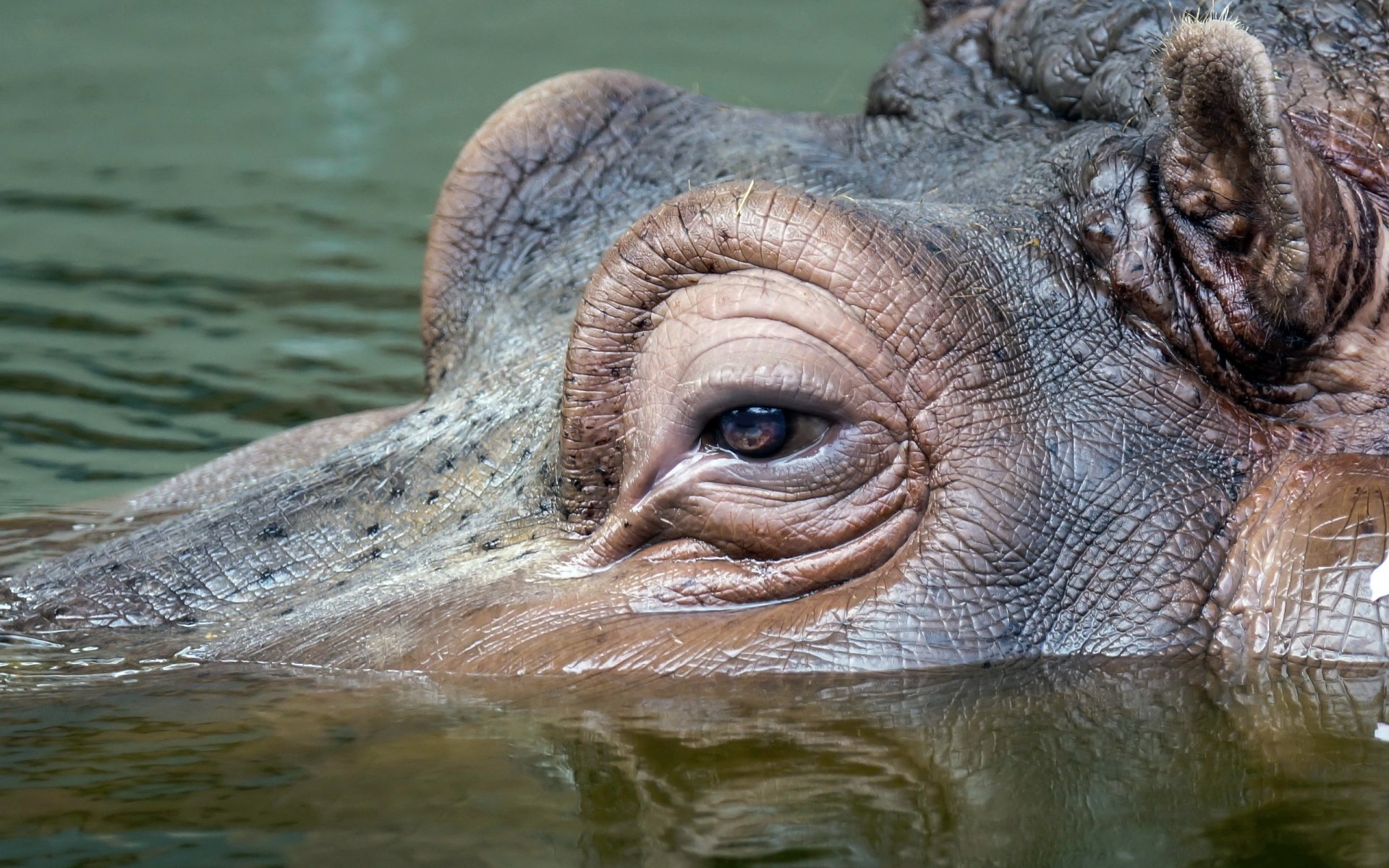 Hippo HD Wallpaper | Background Image | 2560x1600