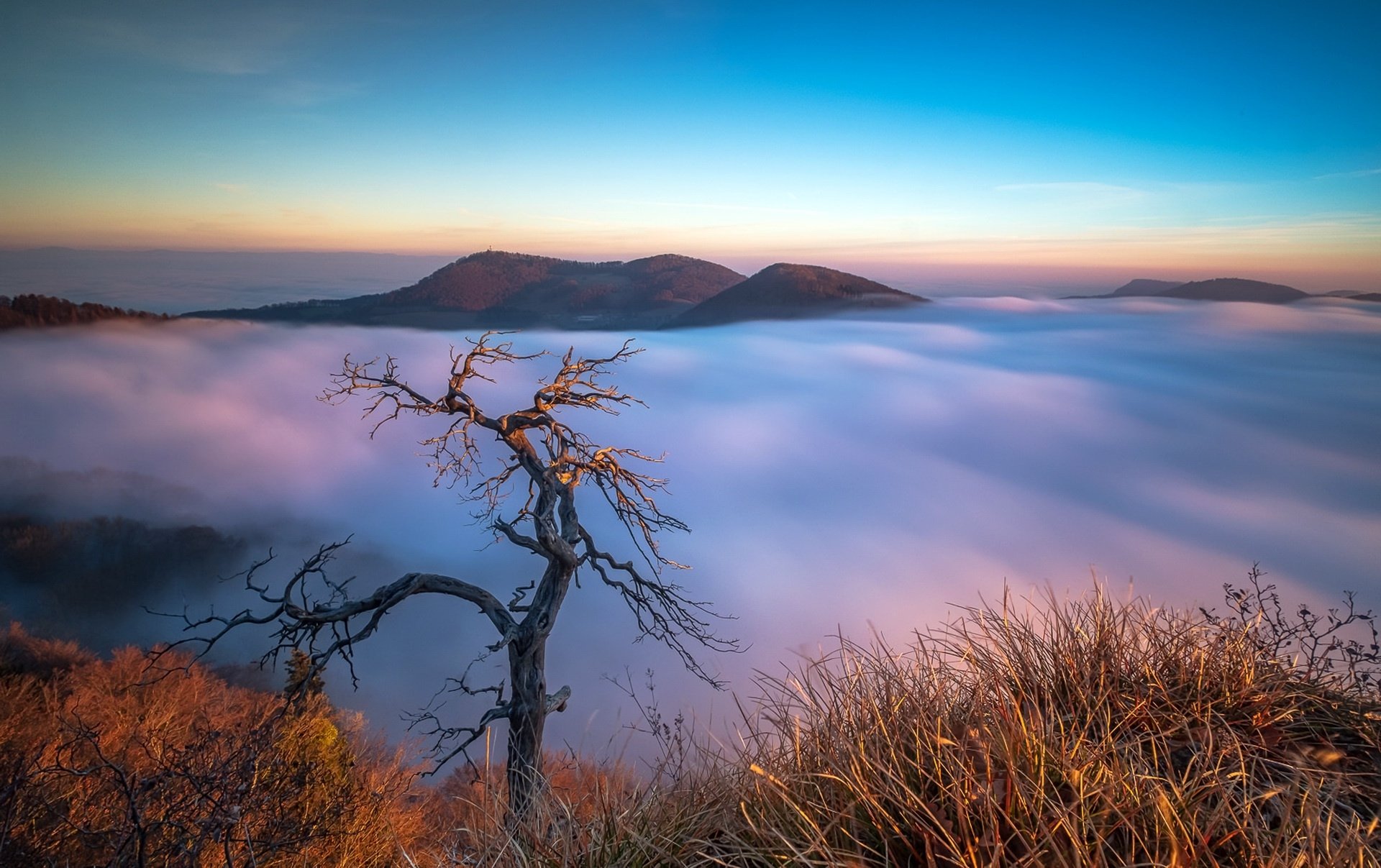 Download Twisted Tree Mountain Fog Nature Horizon Panorama Scenic HD Wallpaper
