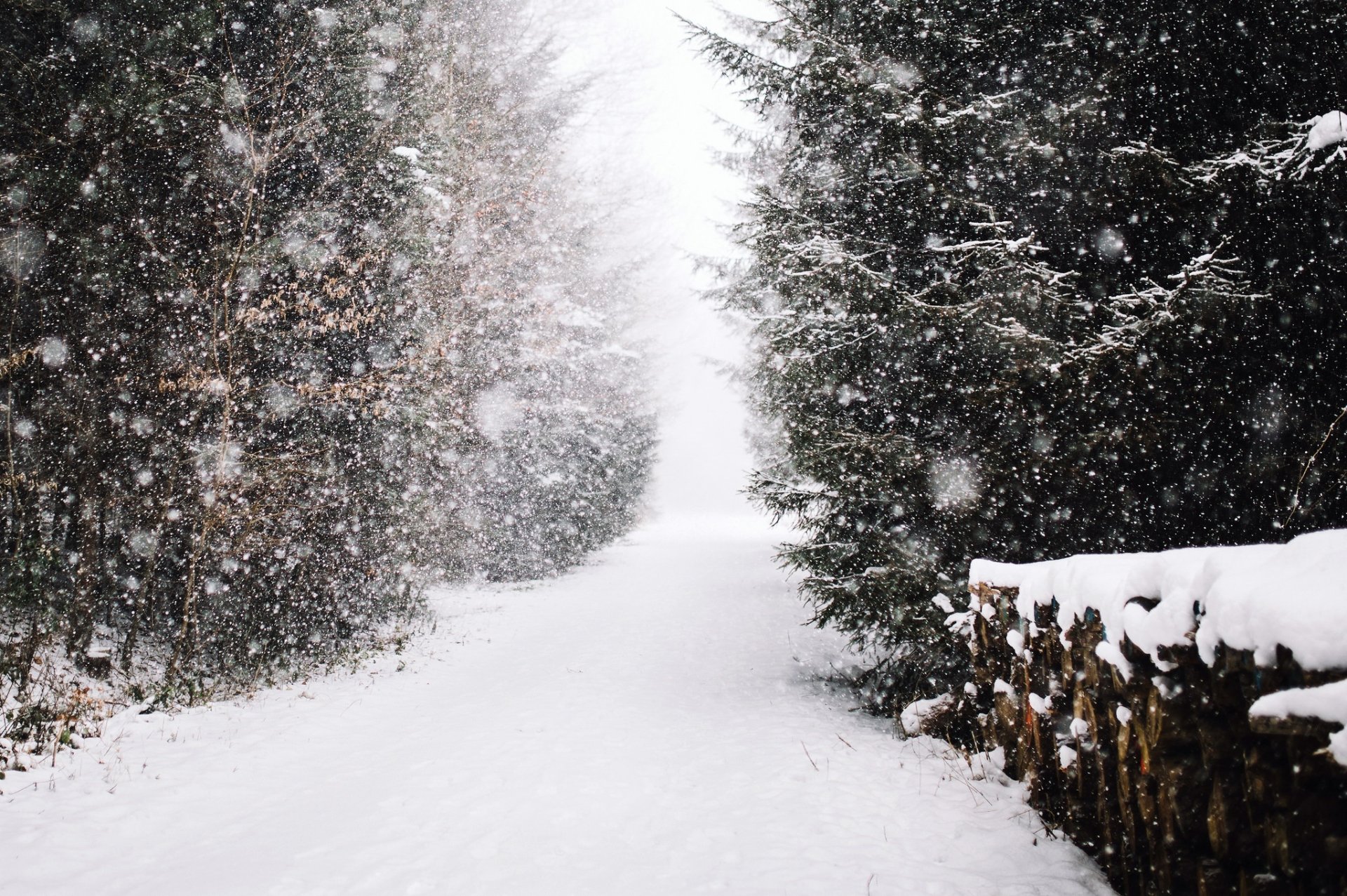 Download Snow Forest Path Snowfall Nature Winter HD Wallpaper ...