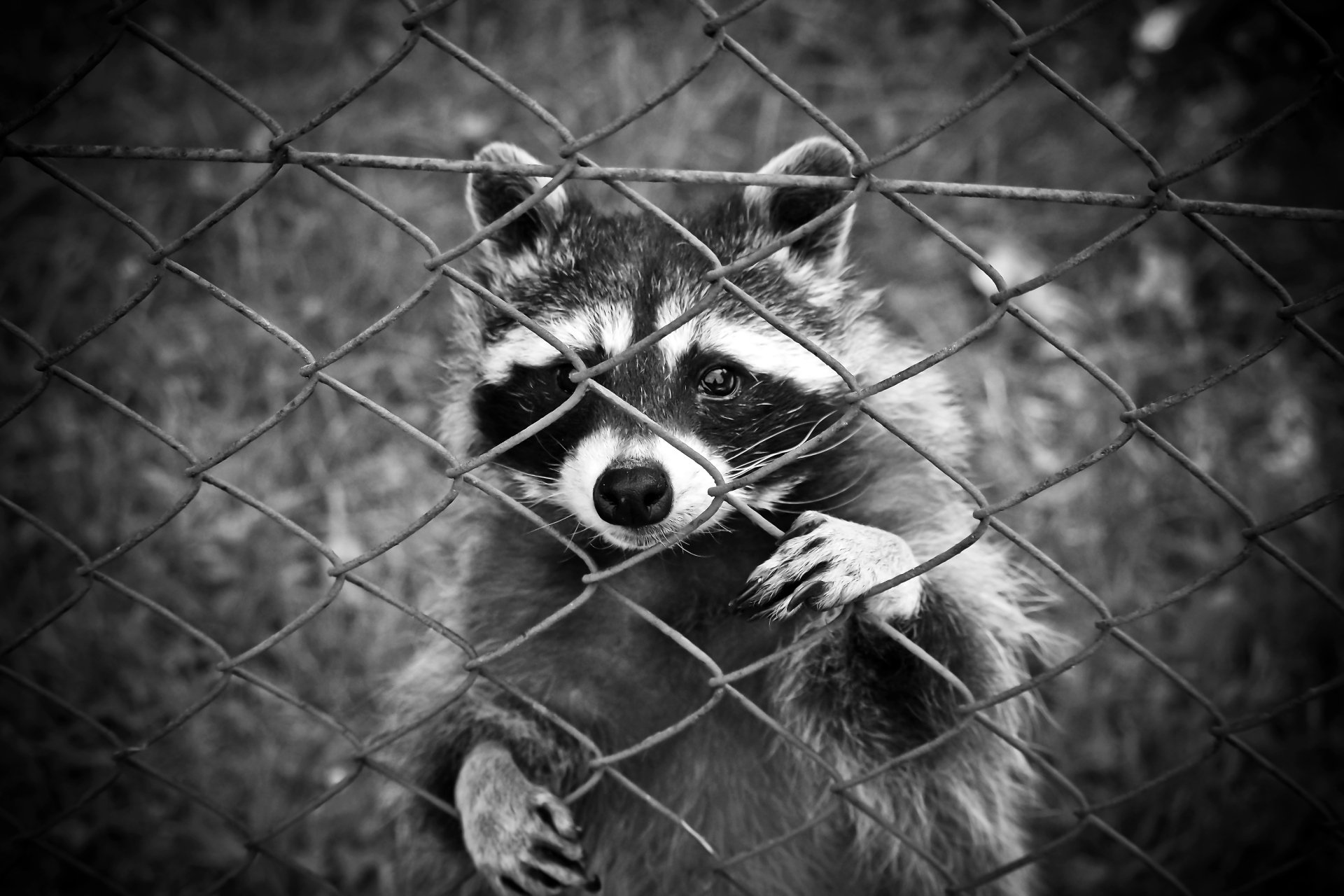 Black and white 4K Ultra HD image of a raccoon gripping a wire fence, captured in striking detail for a PC desktop wallpaper.