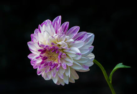 HD desktop wallpaper featuring a close-up of a white dahlia with purple accents against a dark background, showcasing the beauty of nature.