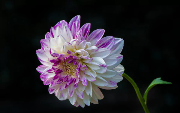 HD desktop wallpaper featuring a close-up of a white dahlia with purple accents against a dark background, showcasing the beauty of nature.