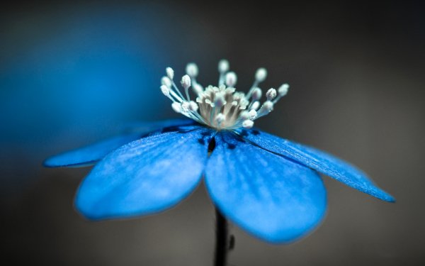 Earth Flower Flowers Blur Macro Blue Flower HD Wallpaper | Background Image