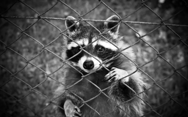 Black and white 4K Ultra HD image of a raccoon gripping a wire fence, captured in striking detail for a PC desktop wallpaper.
