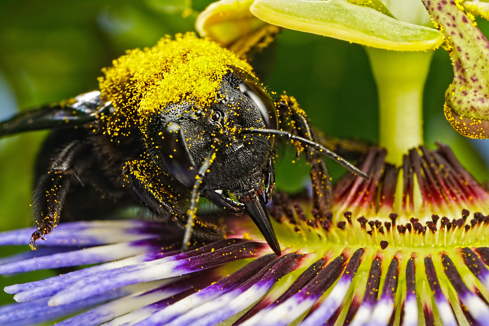 Download Flower Insect Macro Animal Bee HD Wallpaper