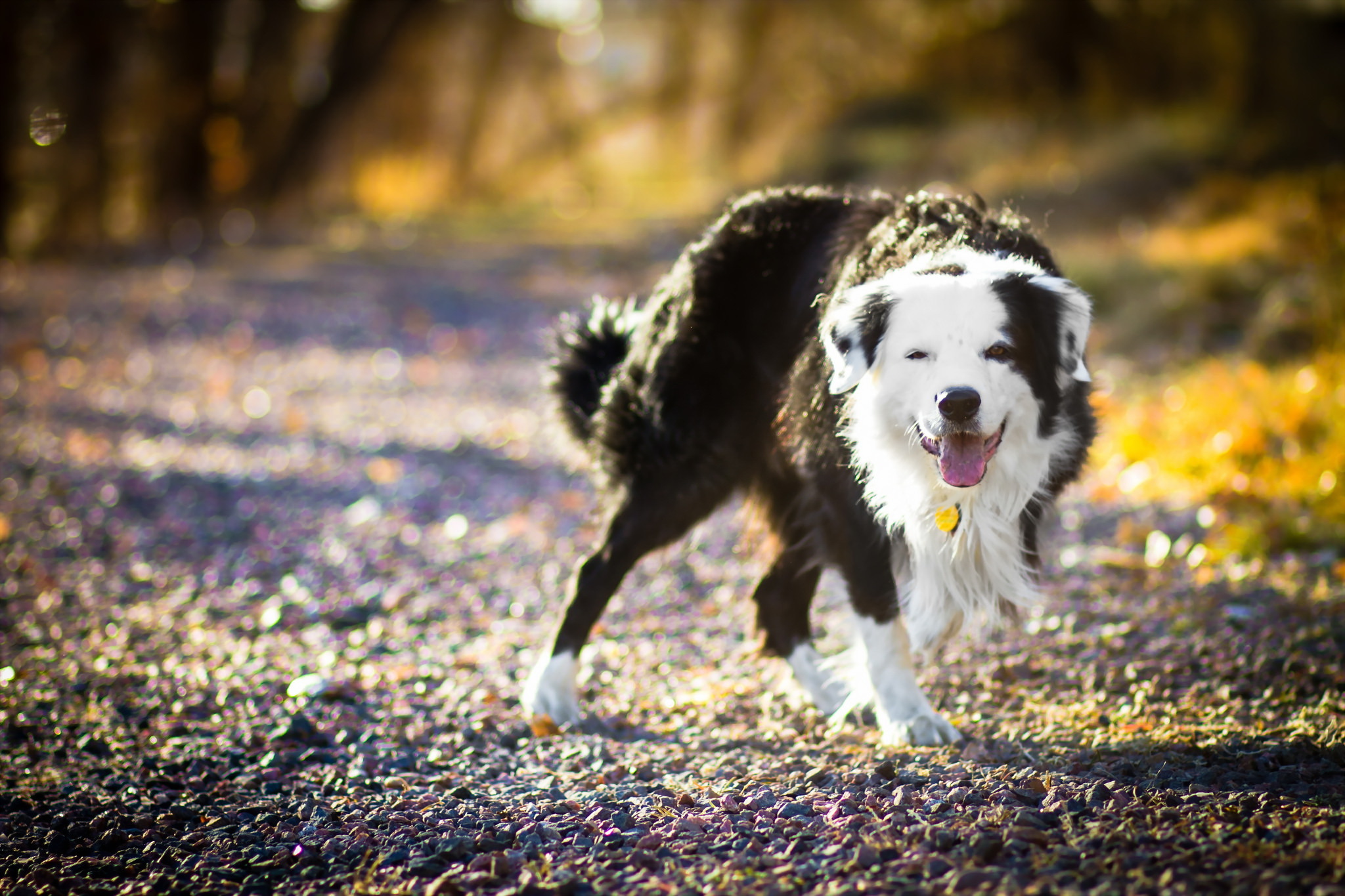 Download Sunny Depth Of Field Dog Animal Border Collie HD Wallpaper