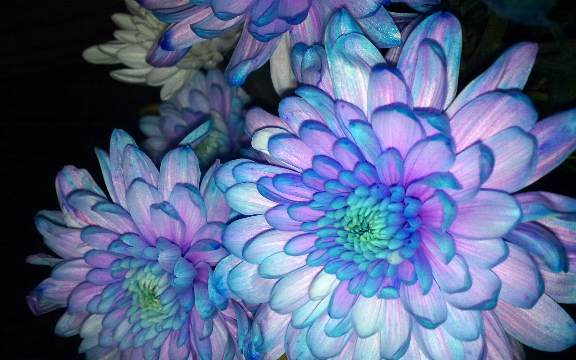 Blue and Purple Dahlias HD Wallpaper | Background Image ...