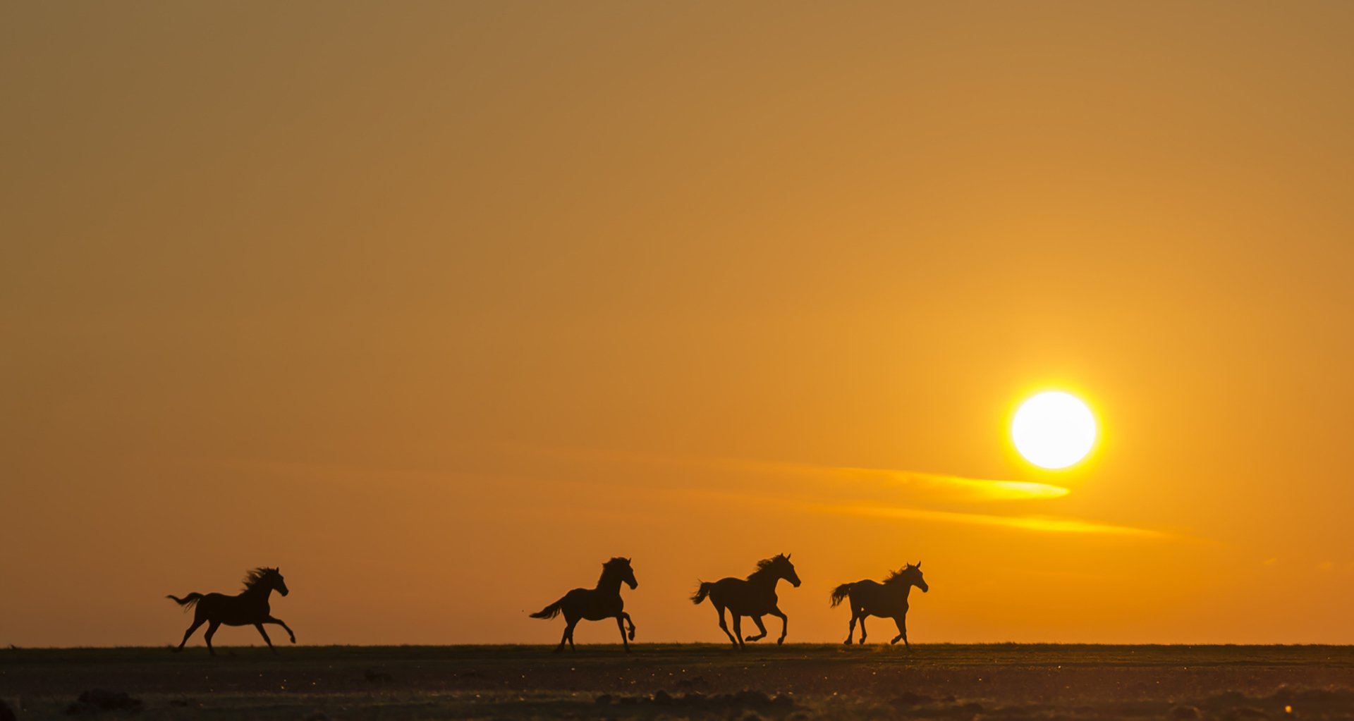 Silhouettes of four horses running against a vibrant sunset with the sun glowing brightly in the sky, captured in HD for a stunning desktop wallpaper background.
