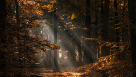 Sunbeams filter through trees in an autumn forest captured in this high-definition desktop wallpaper, highlighting the serene beauty of nature with warm fall tones.