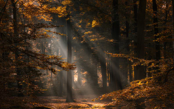 Sunbeams filter through trees in an autumn forest captured in this high-definition desktop wallpaper, highlighting the serene beauty of nature with warm fall tones.