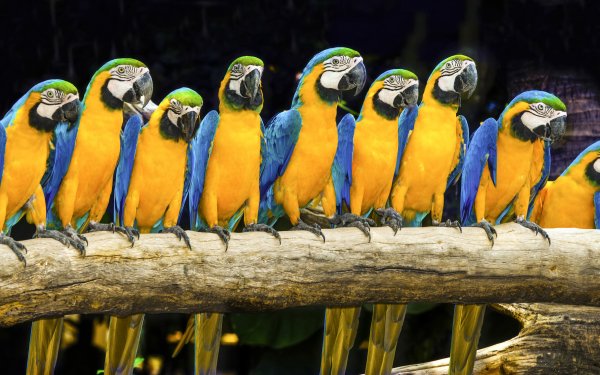 Animal Blue-and-yellow Macaw Birds Parrots Macaw Bird HD Wallpaper | Background Image