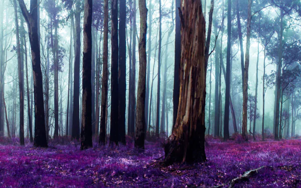 4K Ultra HD PC desktop wallpaper of an Australian forest: misty eucalyptus trunks rising above vivid purple groundcover, tranquil nature background.