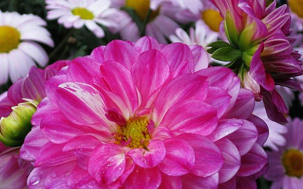 Nature Flower Flowers Pink Flower HD Wallpaper | Background Image