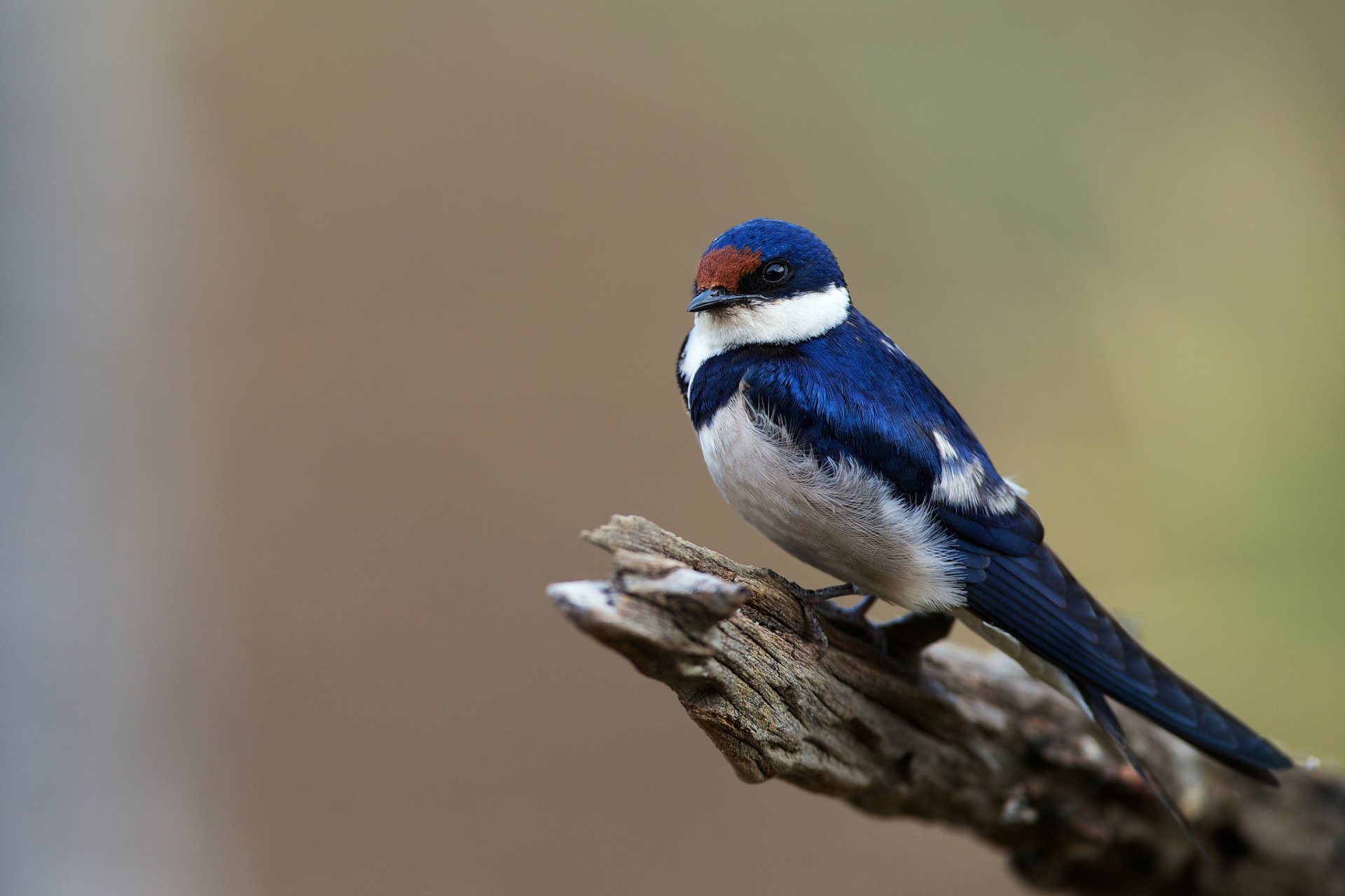 A Barn swallow with deep blue and white feathers perched on a branch, captured in high definition as a PC desktop wallpaper and background.