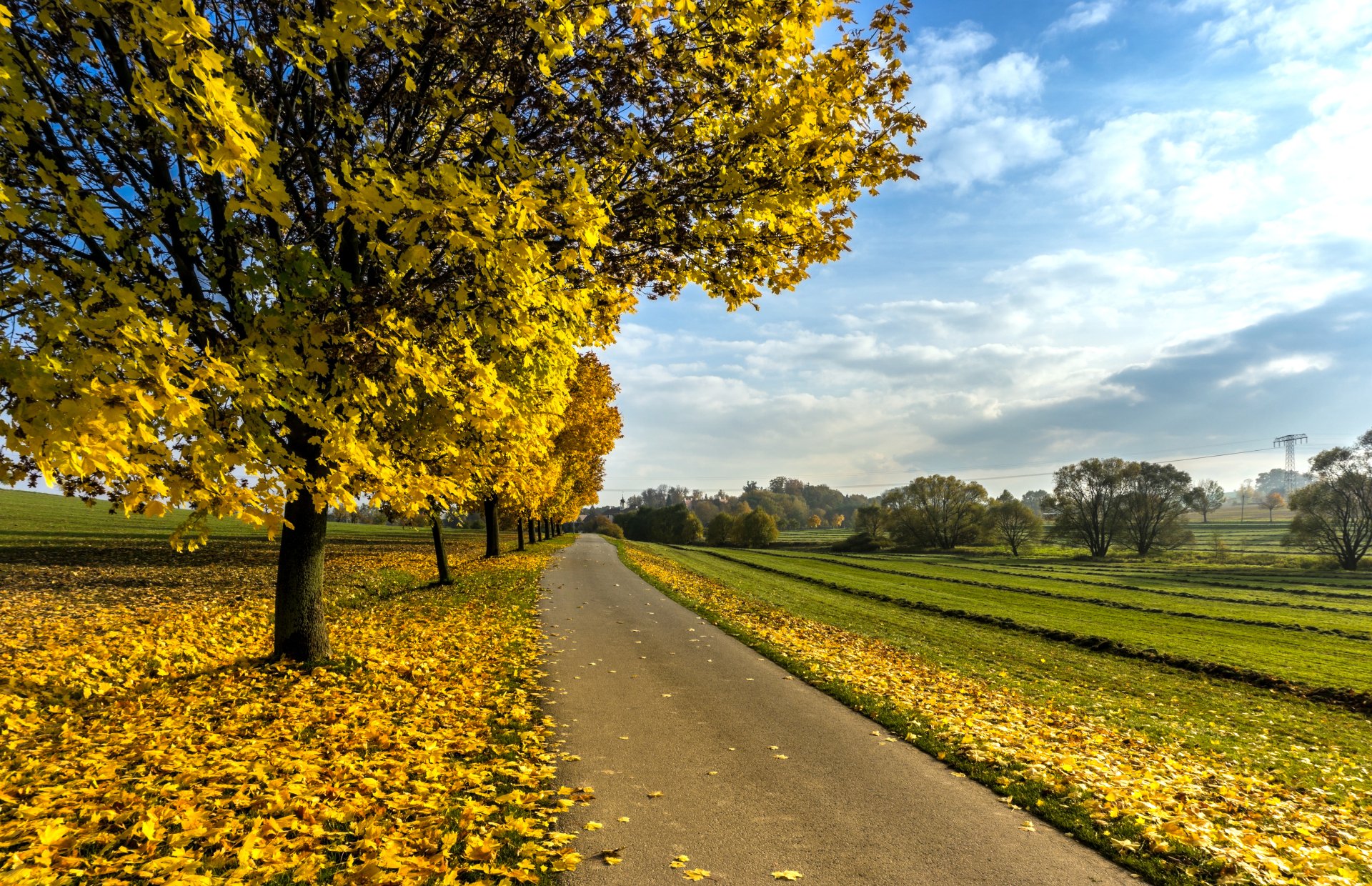 5K Ultra HD — Golden Tree-Lined Road Through Autumn Fields under Cloudy ...