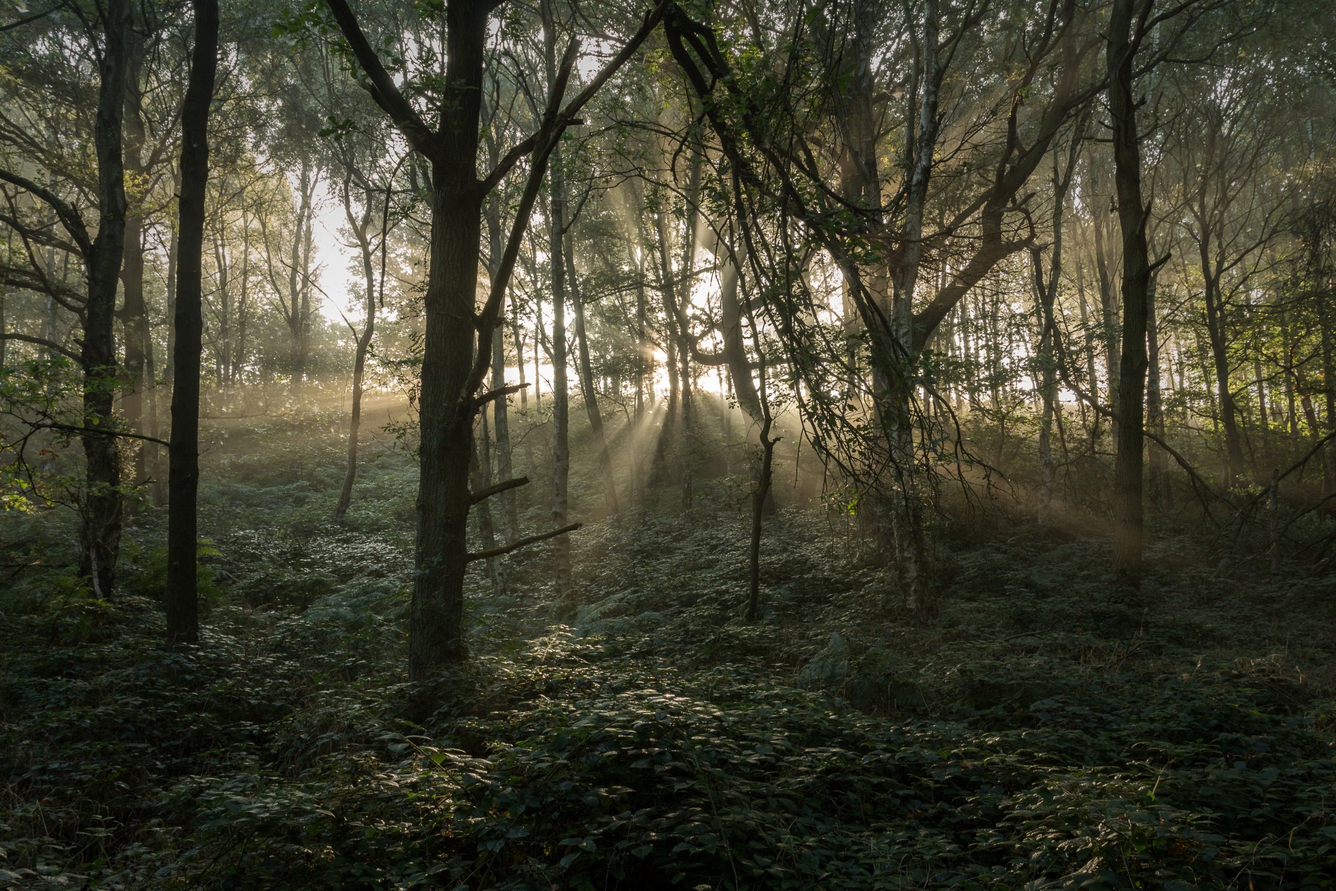 Download Tree Forest Nature Sunbeam 4k Ultra HD Wallpaper | 5040x3360 ...