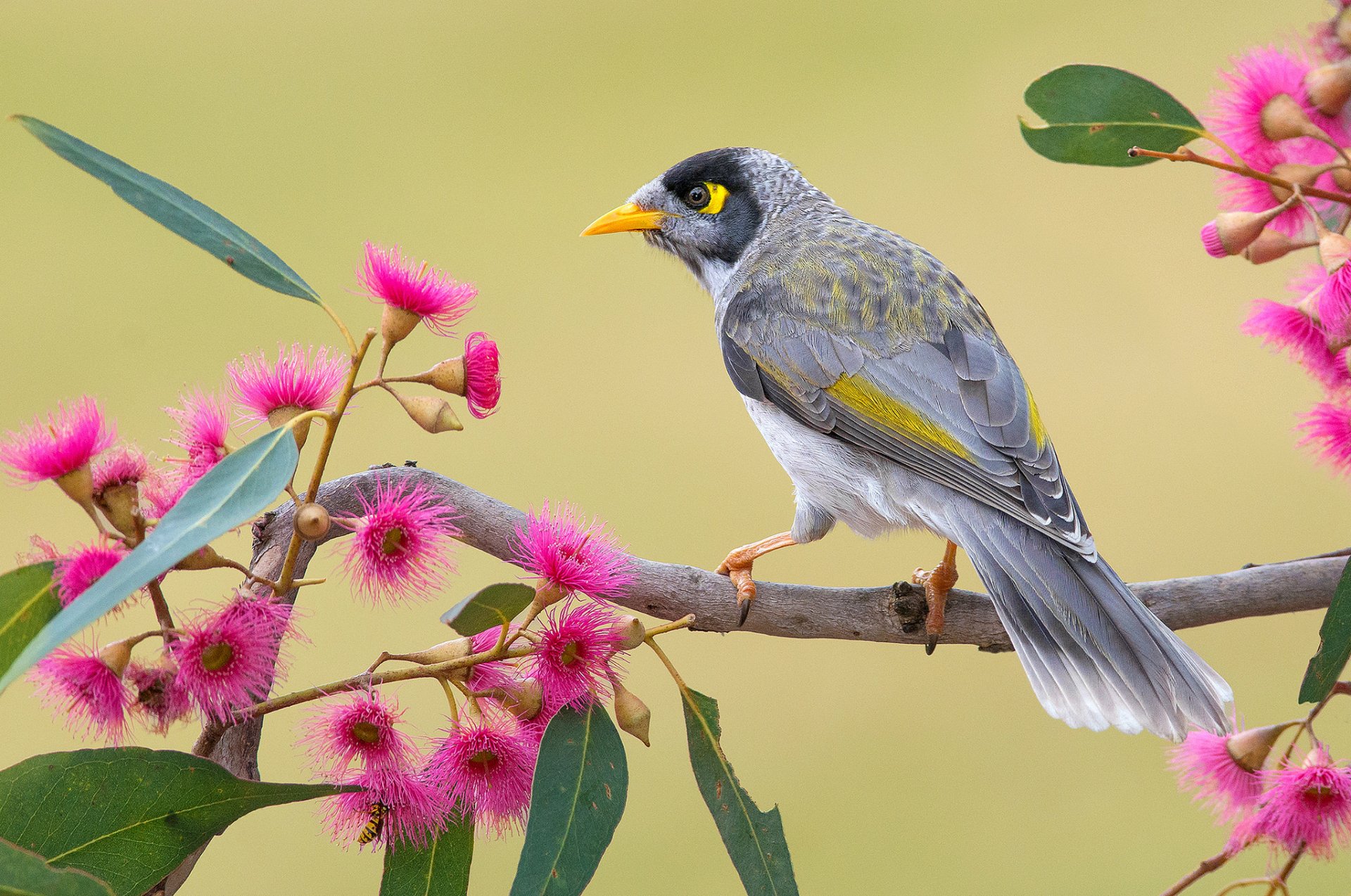 HD PC desktop wallpaper of a noisy miner bird perched on a eucalyptus branch with vibrant pink gum blossoms against a soft green background.