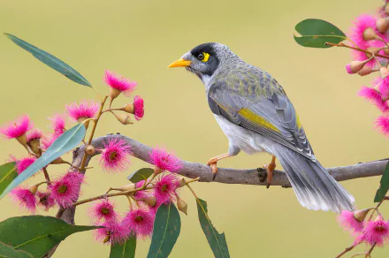 HD PC desktop wallpaper of a noisy miner bird perched on a eucalyptus branch with vibrant pink gum blossoms against a soft green background.
