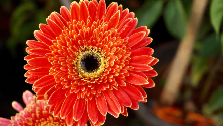 red flower nature flower HD Desktop Wallpaper | Background Image