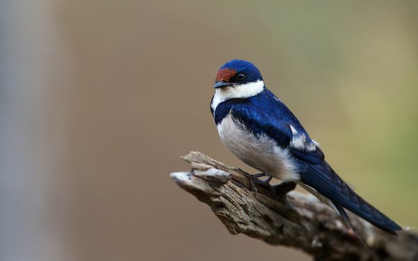 Barn Swallow Hd Wallpaper Sfondi 