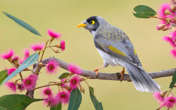 HD PC desktop wallpaper of a noisy miner bird perched on a eucalyptus branch with vibrant pink gum blossoms against a soft green background.