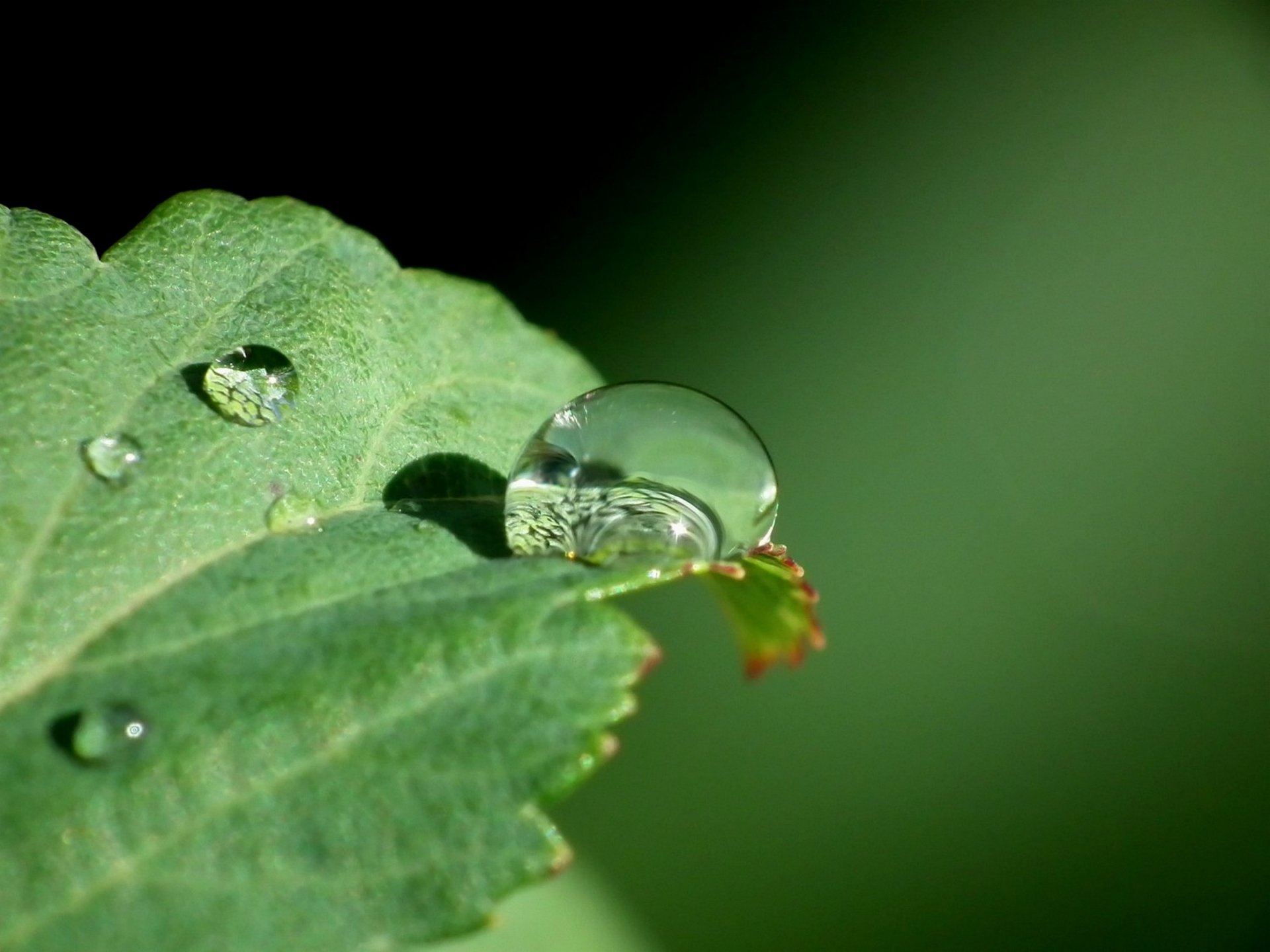 Nature Water Drop HD Wallpaper