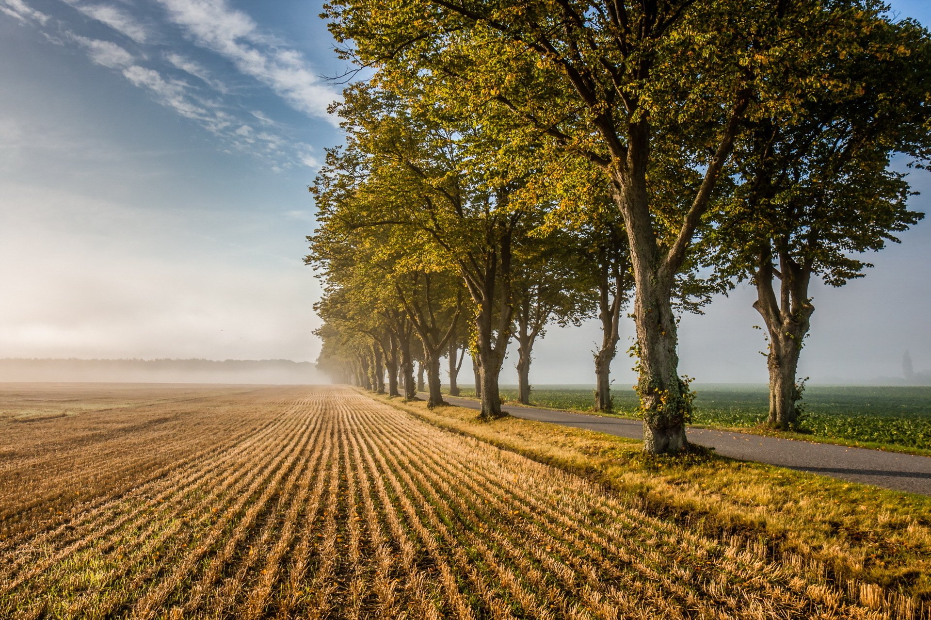 HD desktop wallpaper featuring a tree-lined road running alongside a field under a partly cloudy sky, showcasing serene nature and open landscape.