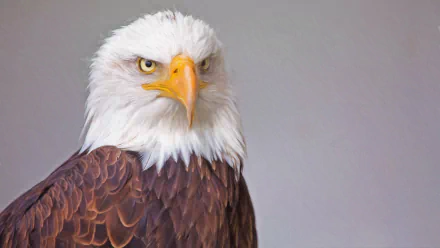Close-up 4K Ultra HD image of a majestic bald eagle, a powerful bird of prey, showcasing its sharp gaze and detailed feathers against a neutral background.