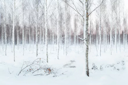 HD desktop wallpaper of a serene winter forest with white birch trees and snow-covered ground, showcasing nature's quiet beauty in a snowy landscape.
