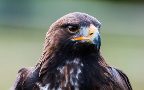 Close-up HD image of a golden eagle's face, showcasing its piercing eyes and fierce expression. This high-definition desktop wallpaper captures the majestic beauty of this powerful bird of prey.