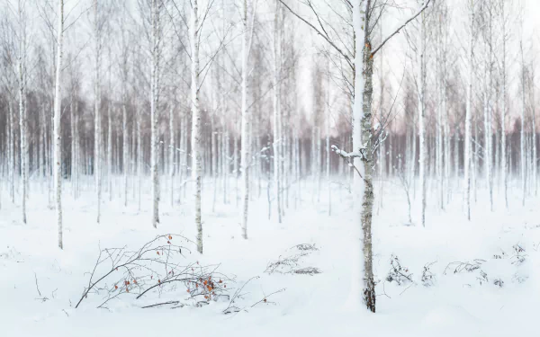 HD desktop wallpaper of a serene winter forest with white birch trees and snow-covered ground, showcasing nature's quiet beauty in a snowy landscape.