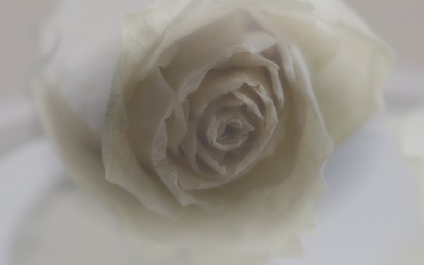 Earth Rose Flowers Flower White Flower Bud HD Wallpaper | Background Image