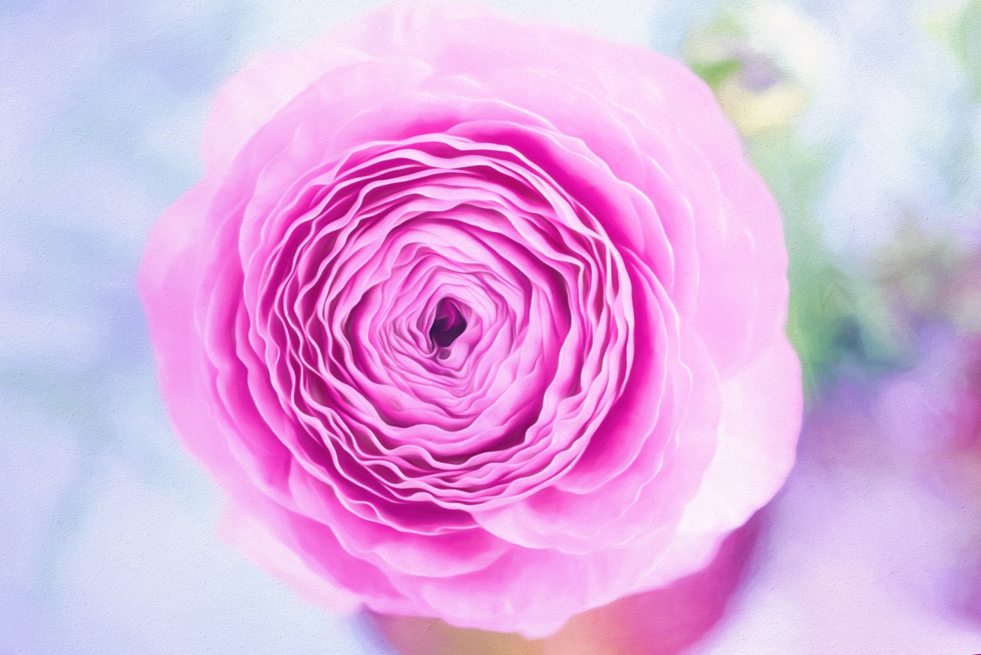 Download Bud Close-up Pink Flower Nature Flower 4k Ultra HD Wallpaper