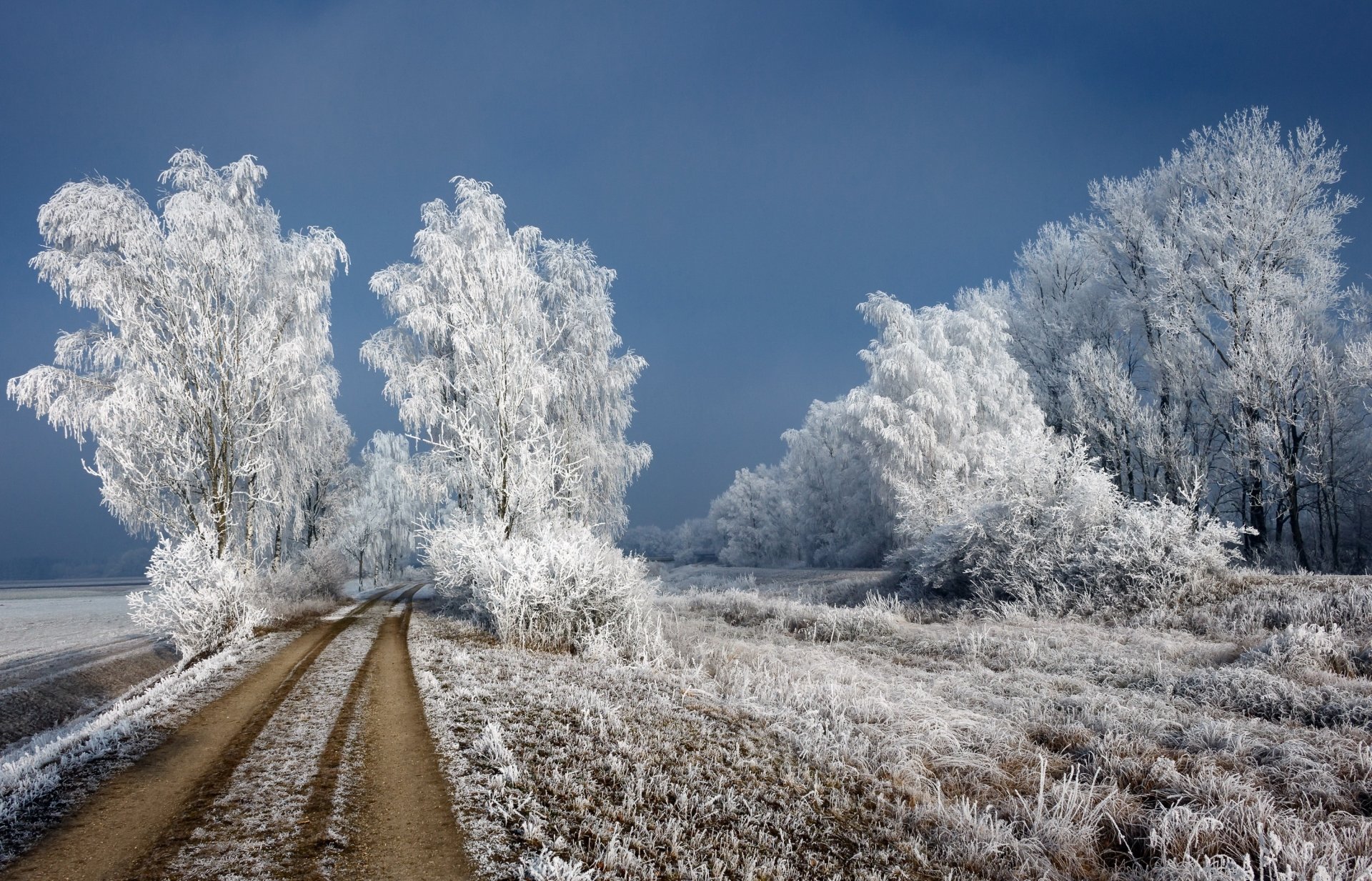 2K Quad HD PC desktop wallpaper: winter dirt road winding past frost-covered trees in a quiet nature scene.