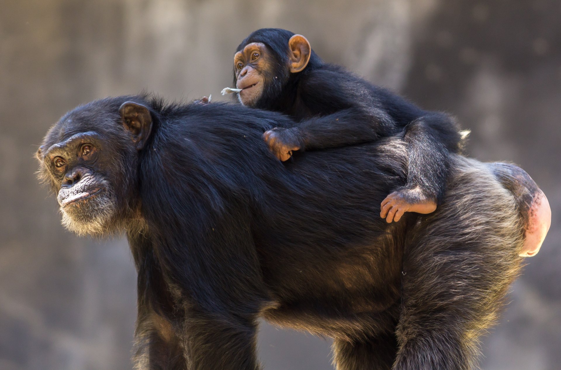 A baby chimpanzee clings affectionately to an adult chimpanzee, showcasing love and bond between primates in a vivid 4K Ultra HD wildlife scene.
