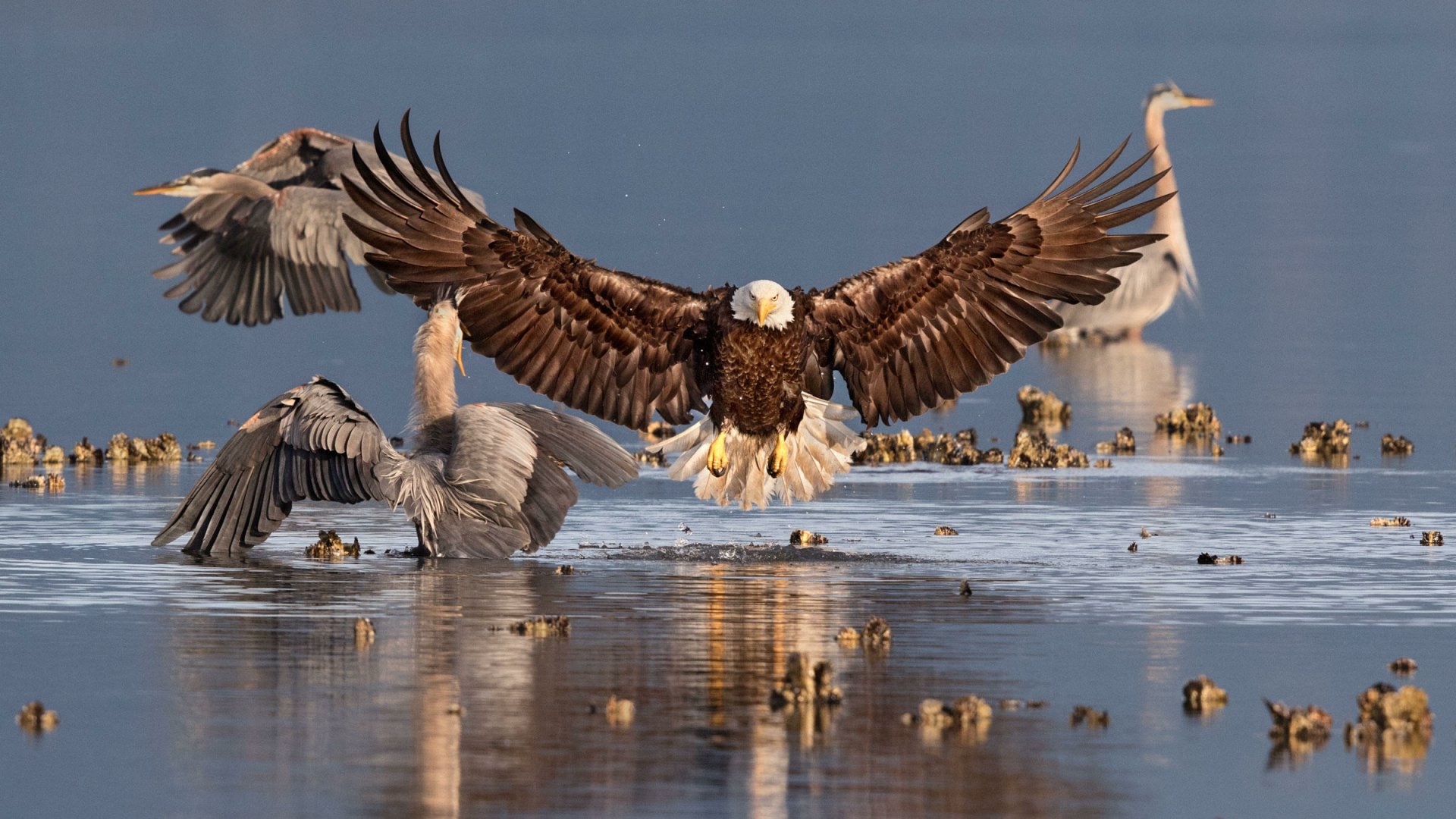 A bald eagle with wings fully spread flies low over water among great blue herons and other birds, captured in a stunning HD desktop wallpaper.