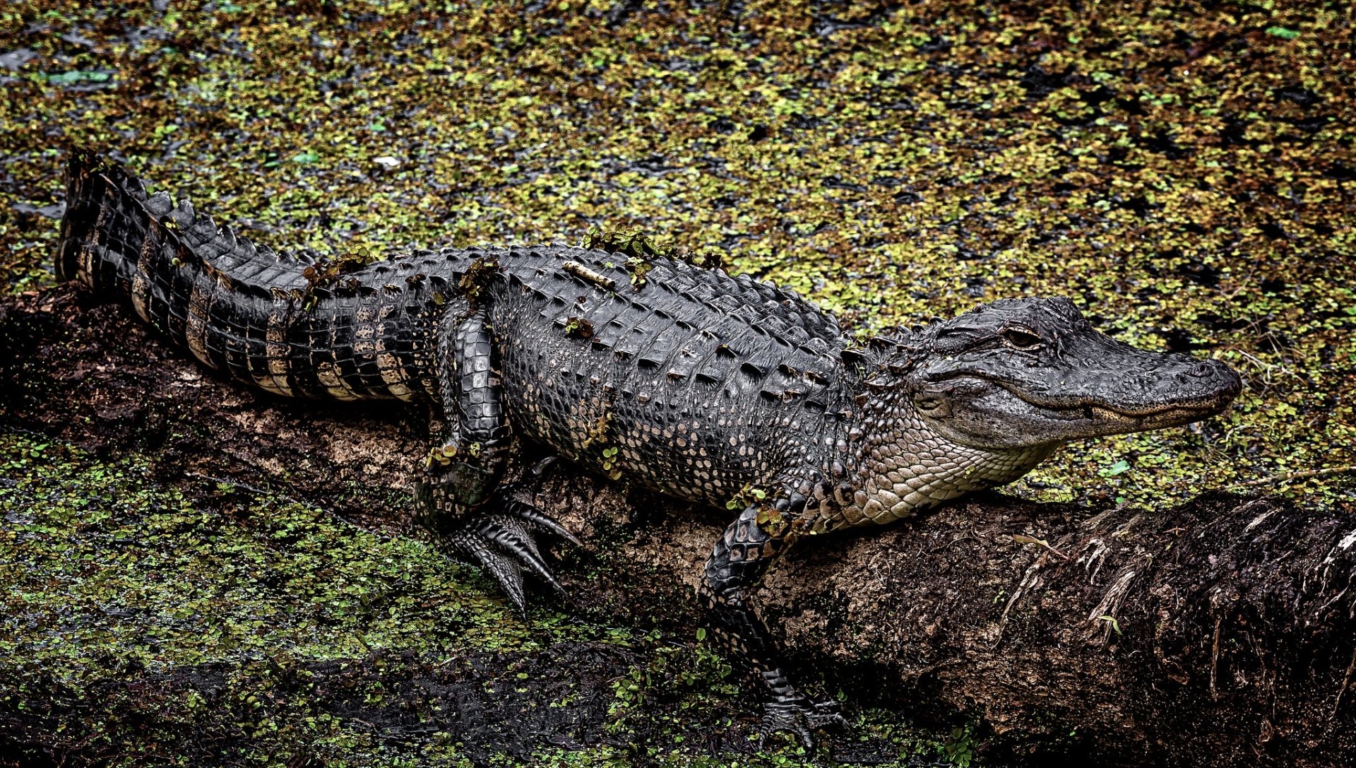 Download Animal Crocodile HD Wallpaper