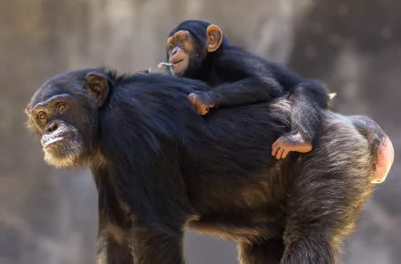 A baby chimpanzee clings affectionately to an adult chimpanzee, showcasing love and bond between primates in a vivid 4K Ultra HD wildlife scene.
