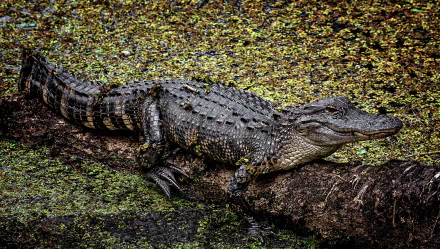 Animal crocodile HD Desktop Wallpaper | Background Image