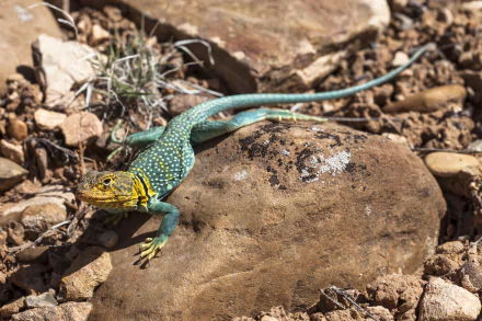  Eastern Collared Lizard also known as the Common Collared Lizard by Jacob W. Frank