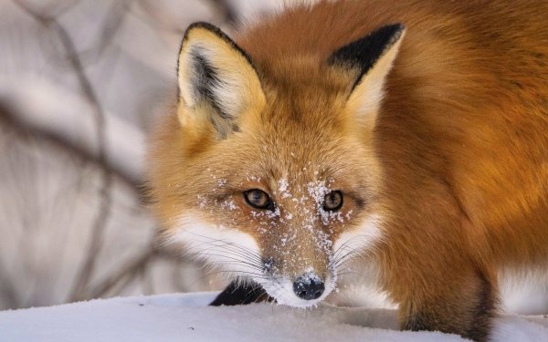 Animal Fox Snow HD Wallpaper | Background Image