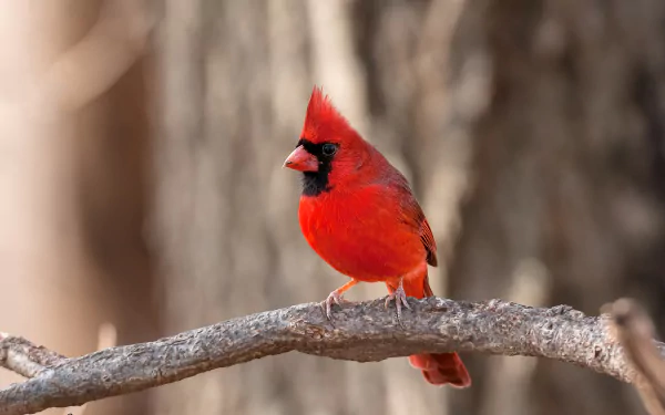 bird Animal cardinal HD Desktop Wallpaper | Background Image