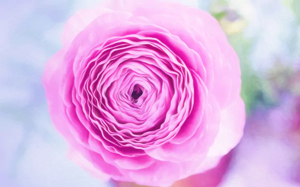 bud close-up pink flower nature flower HD Desktop Wallpaper | Background Image