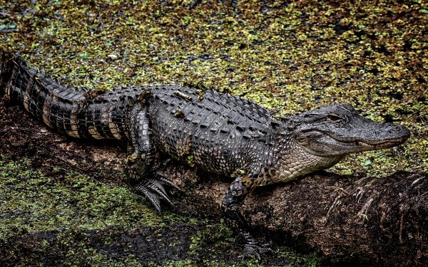 Animal Crocodile Reptiles HD Wallpaper | Background Image