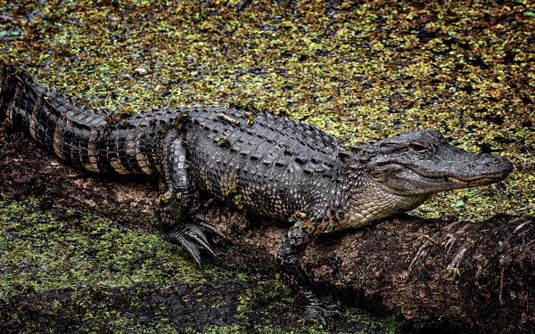 Animal crocodile HD Desktop Wallpaper | Background Image
