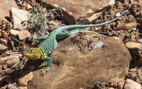  Eastern Collared Lizard also known as the Common Collared Lizard by Jacob W. Frank
