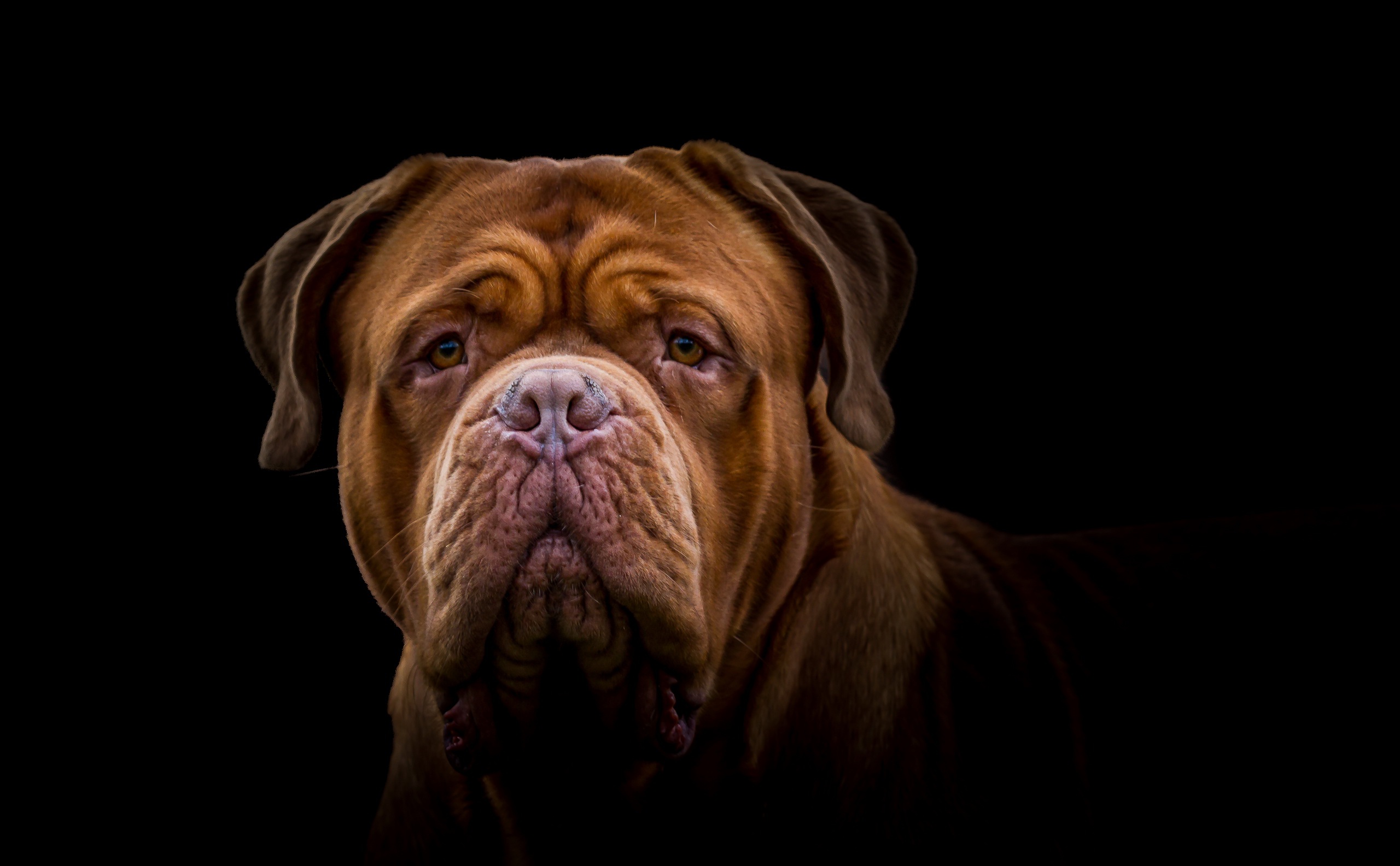Animal Dogue de Bordeaux HD Wallpaper | Background Image