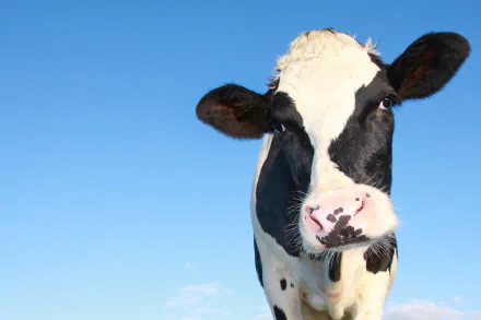 dairy cow stare close-up Animal cow HD Desktop Wallpaper | Background Image