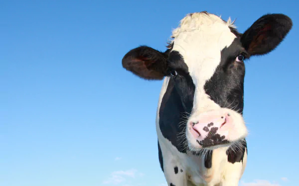 dairy cow stare close-up Animal cow HD Desktop Wallpaper | Background Image