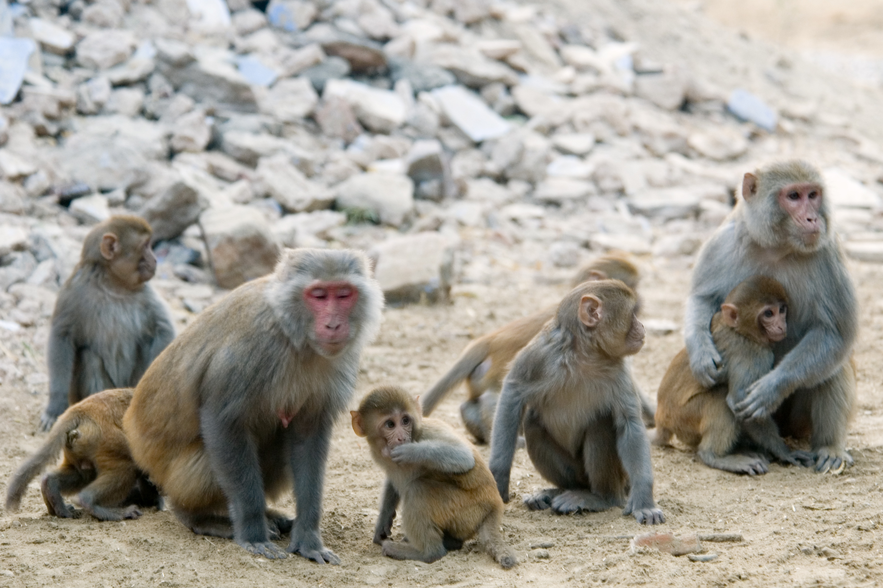 Family of Rhesus Macaques
